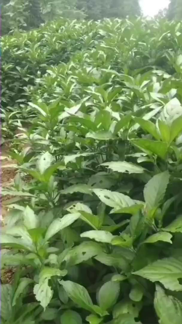 板蓝根鲜叶治疗疔疮