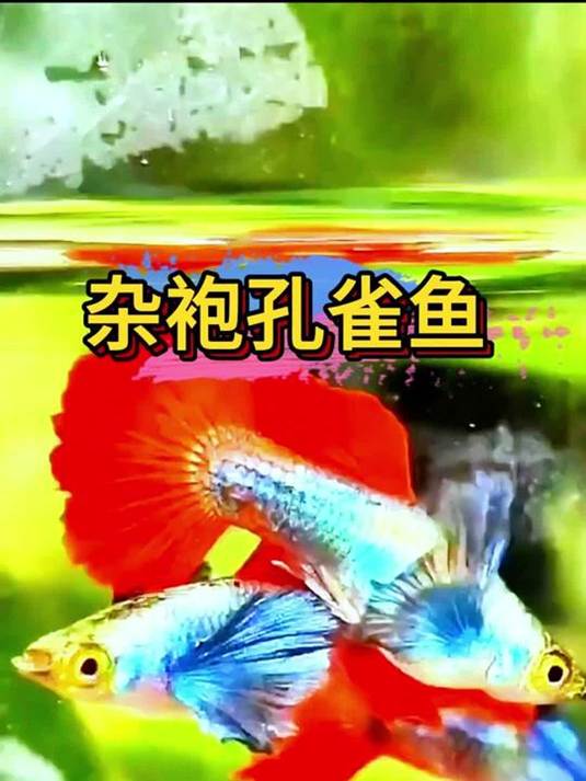 杂袍孔雀鱼:好看好养,繁殖力超强,谁能不爱?
