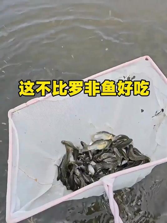 这不比罗非鱼好吃