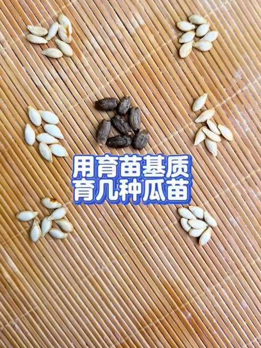 用育苗基质,育几种瓜苗
