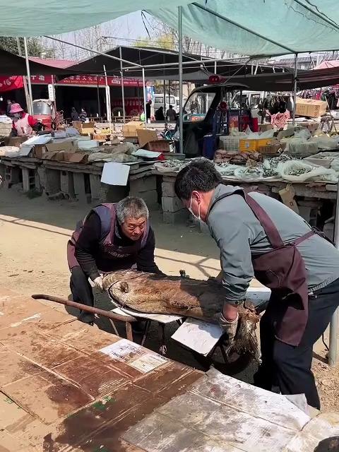 山东大集售卖的僵尸鱼,真的是金枪鱼腌制的吗?