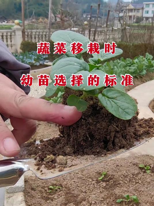 蔬菜移栽时幼苗选择的标准