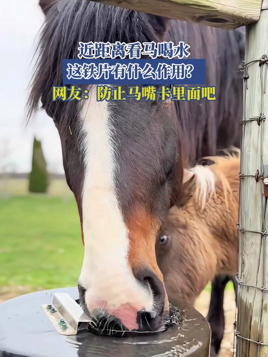 近距离看马喝水,这铁片有什么作用?网友:防止马嘴卡里面吧