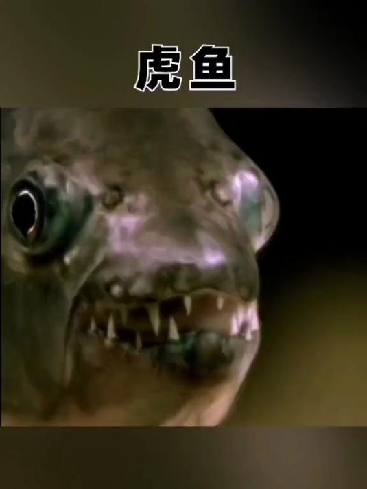 虎鱼