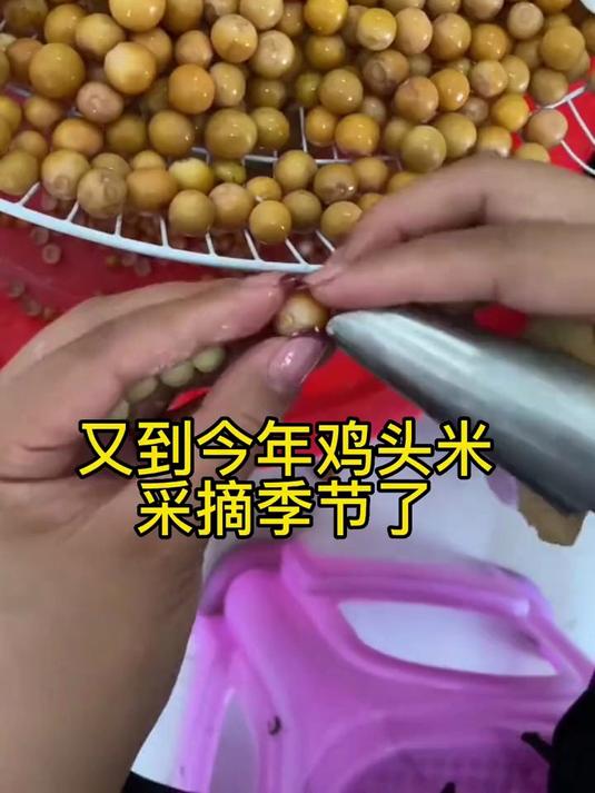 芡实,长得像鸡头,被称为水中人参也叫鸡头米