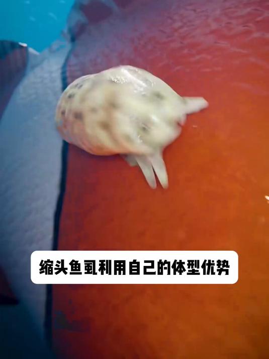 寄生在鱼嘴里的寄生虫,看看它是如何寄生的?