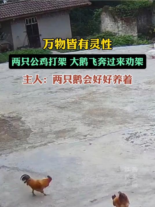 第一次见大鹅当和事佬，两只公鸡打架，大鹅竟飞奔过来劝架！