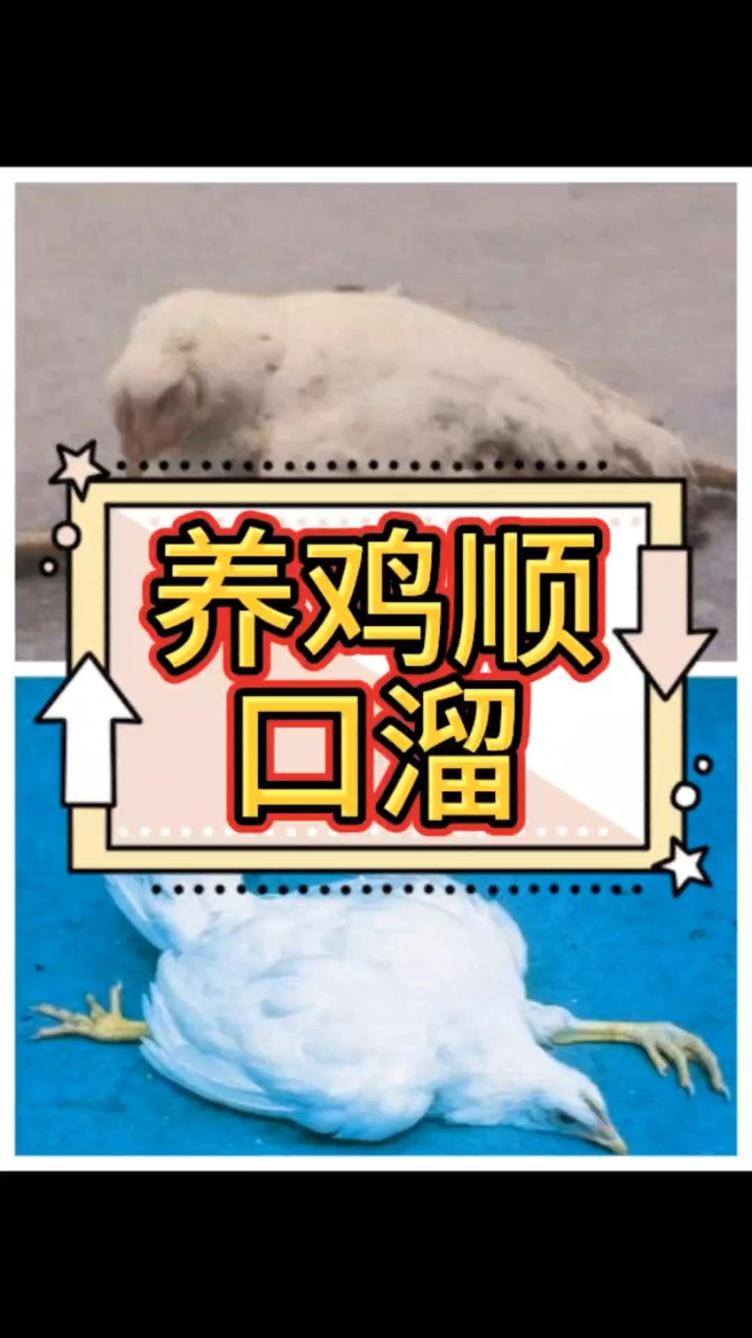 养鸡顺口溜,记住不求人