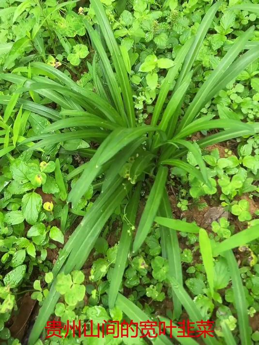 贵州宽叶韭菜用猪油煮一下汤特别鲜甜 地方特色美食 我的乡村生