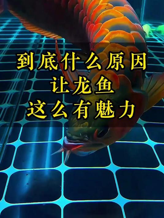 到底是什么原因,让龙鱼一步步变成天价的 龙鱼