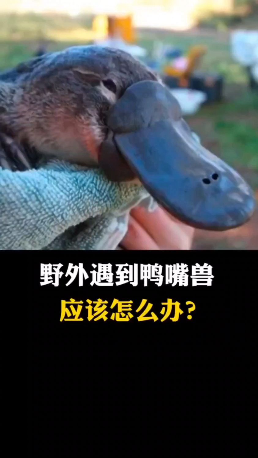 在野外遇到鸭嘴兽,应该如何自救?