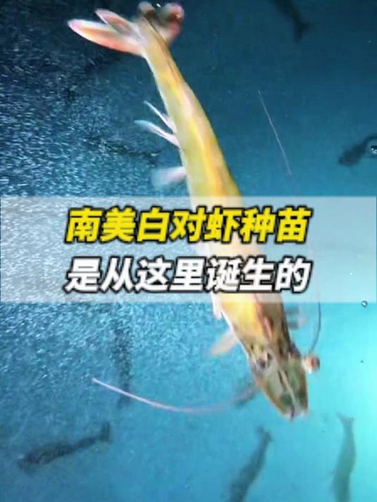 南美白对虾是从这里诞生的