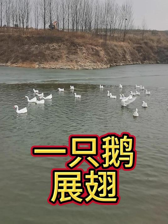 一群大白鹅,一只鹅展翅,一群鸭子跟随后面