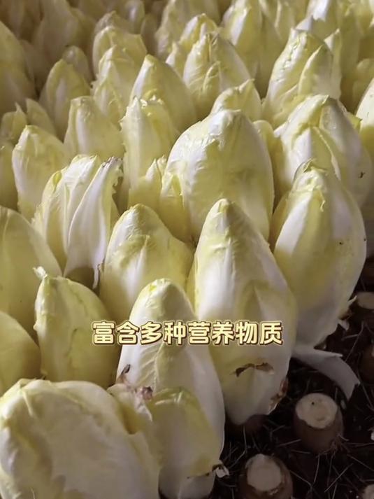 颠覆传统种植法,金玉兰菜根茎叶全能吃,种一次采收3个月!
