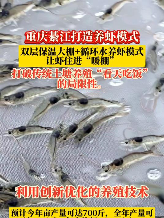 厉害!重庆打造新养虾场!全年产量达15万斤,年产值超1000万!
