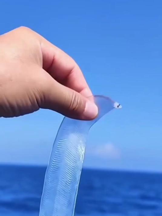 这鱼是不是假的为什么是透明的呢？柳叶鳗 动物科普