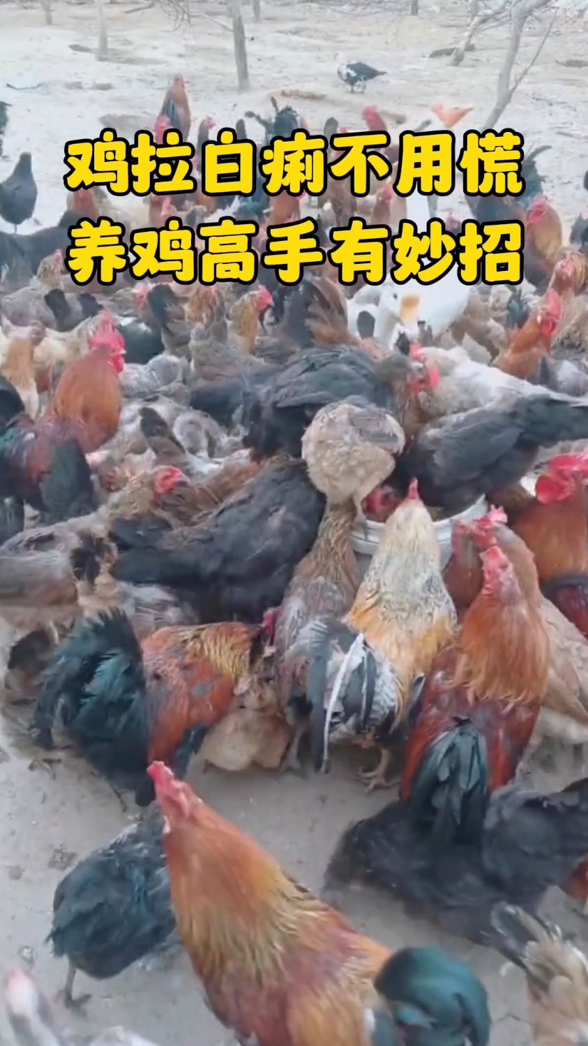 鸡白痢不用怕,养鸡高手有妙招