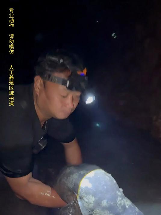 在山洞深处养的“娃娃鱼”竟然能长这么大？中