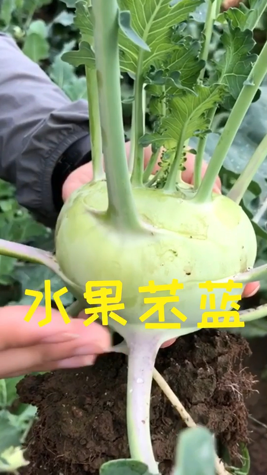 有意思的水果苤蓝