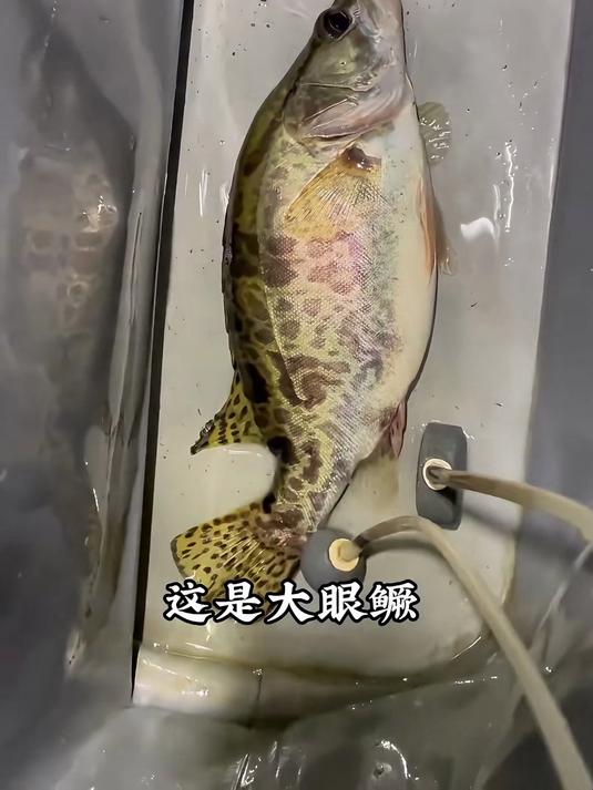 带你认识14种鳜鱼