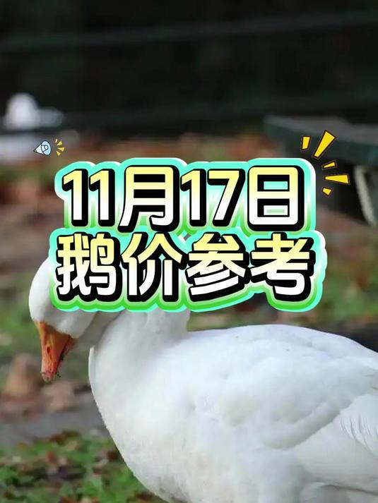 今日鹅价