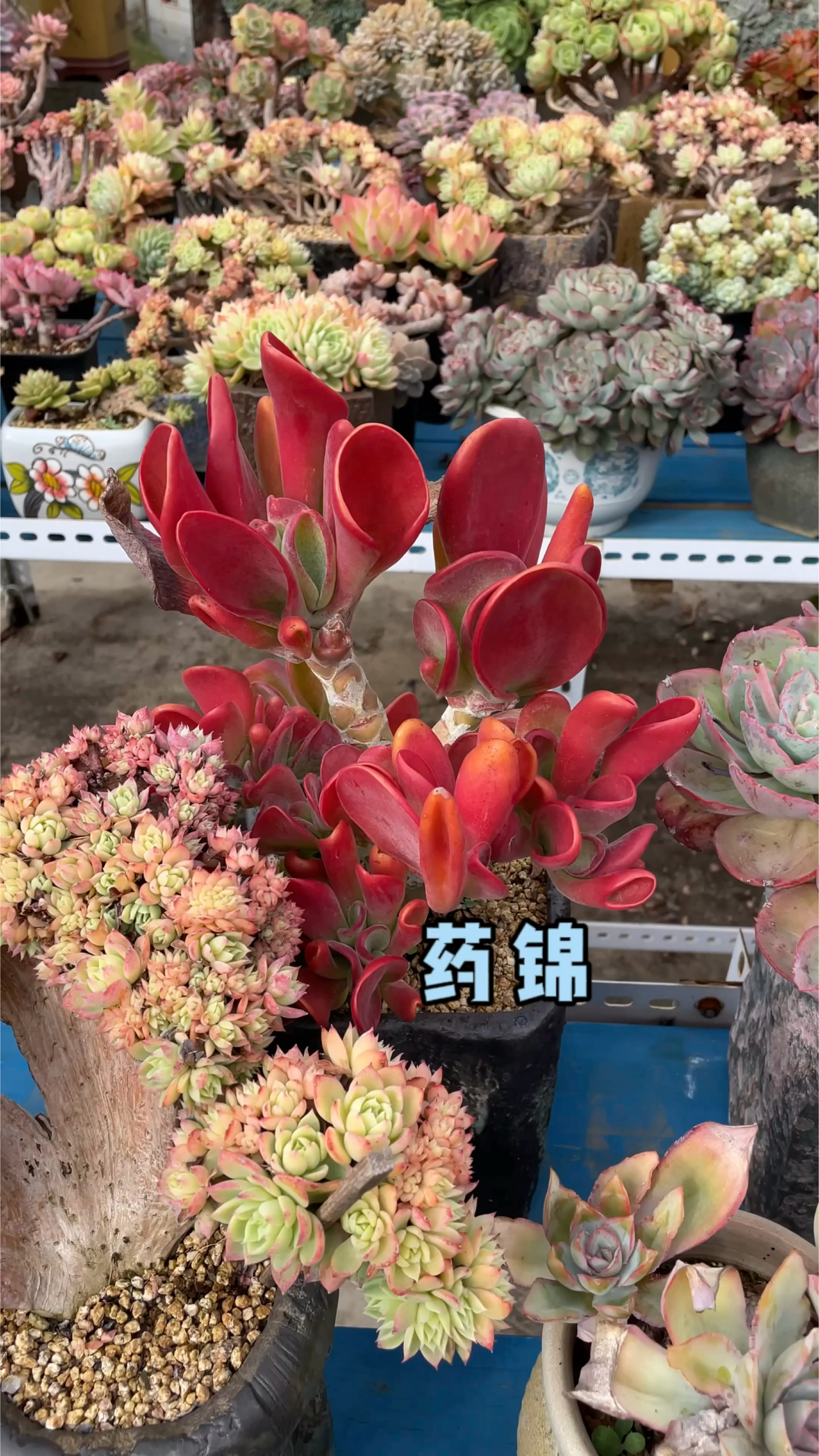 云南昆明“斗南花市”里的多肉,为什么药锦多?