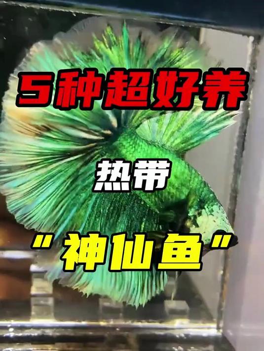 新手懒人千万不能错过的5种超好养热带“神仙鱼”