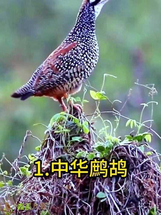 10种小时候常听鸟叫声,放牛的时候经常听到,怀念童年的时光