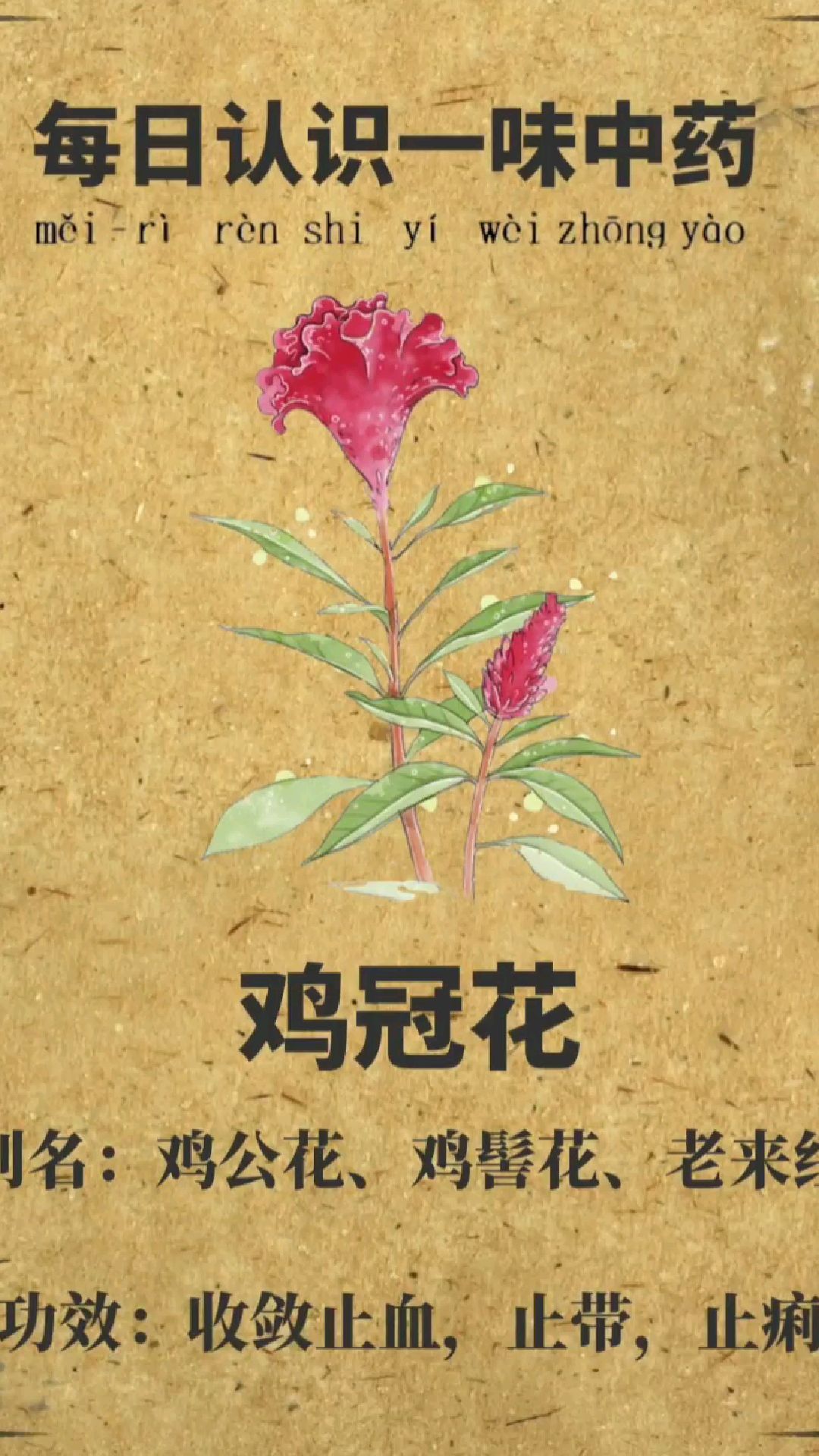 每日认识一味中药【鸡冠花】