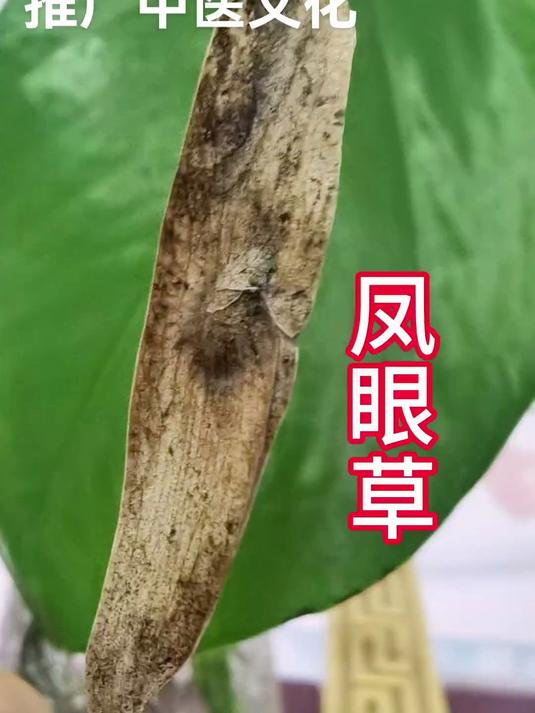 凤眼草 每天认识一种中药材