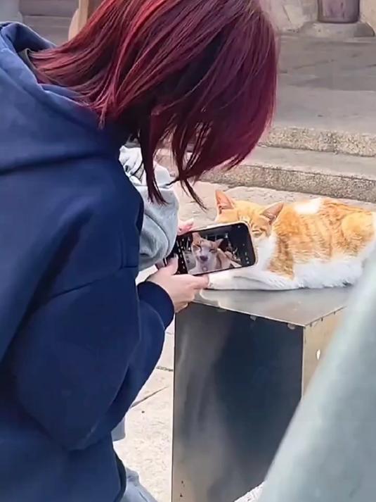 猫咪无语瞬间！#猫猫表情包###猫咪表情包太真实#