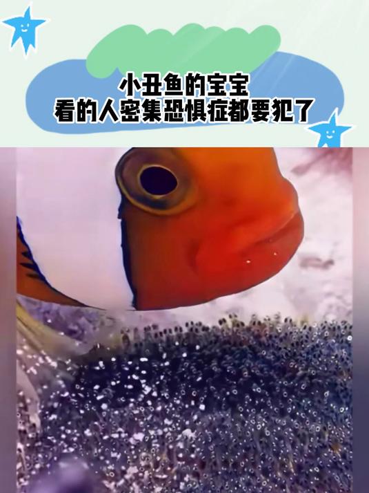 小丑鱼的宝宝,看的人密集恐惧症都要犯了
