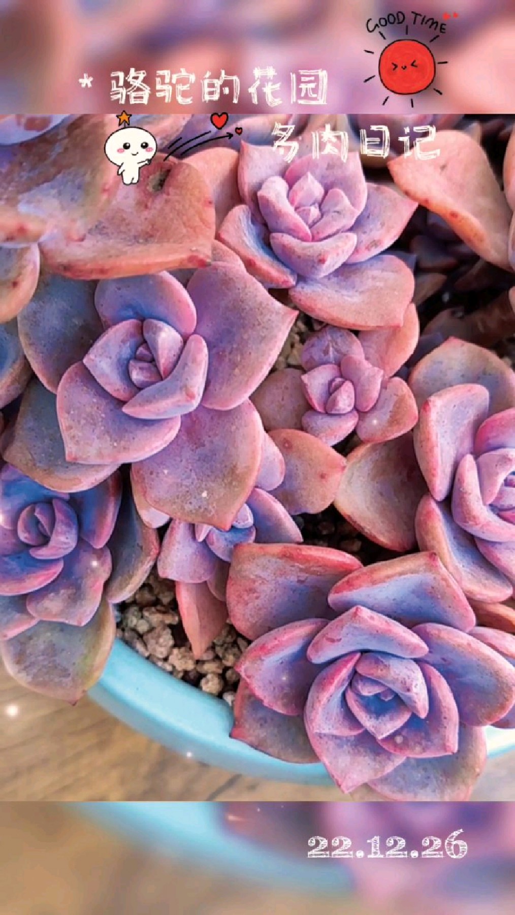 重庆深冬,已无法阻挡多肉变美