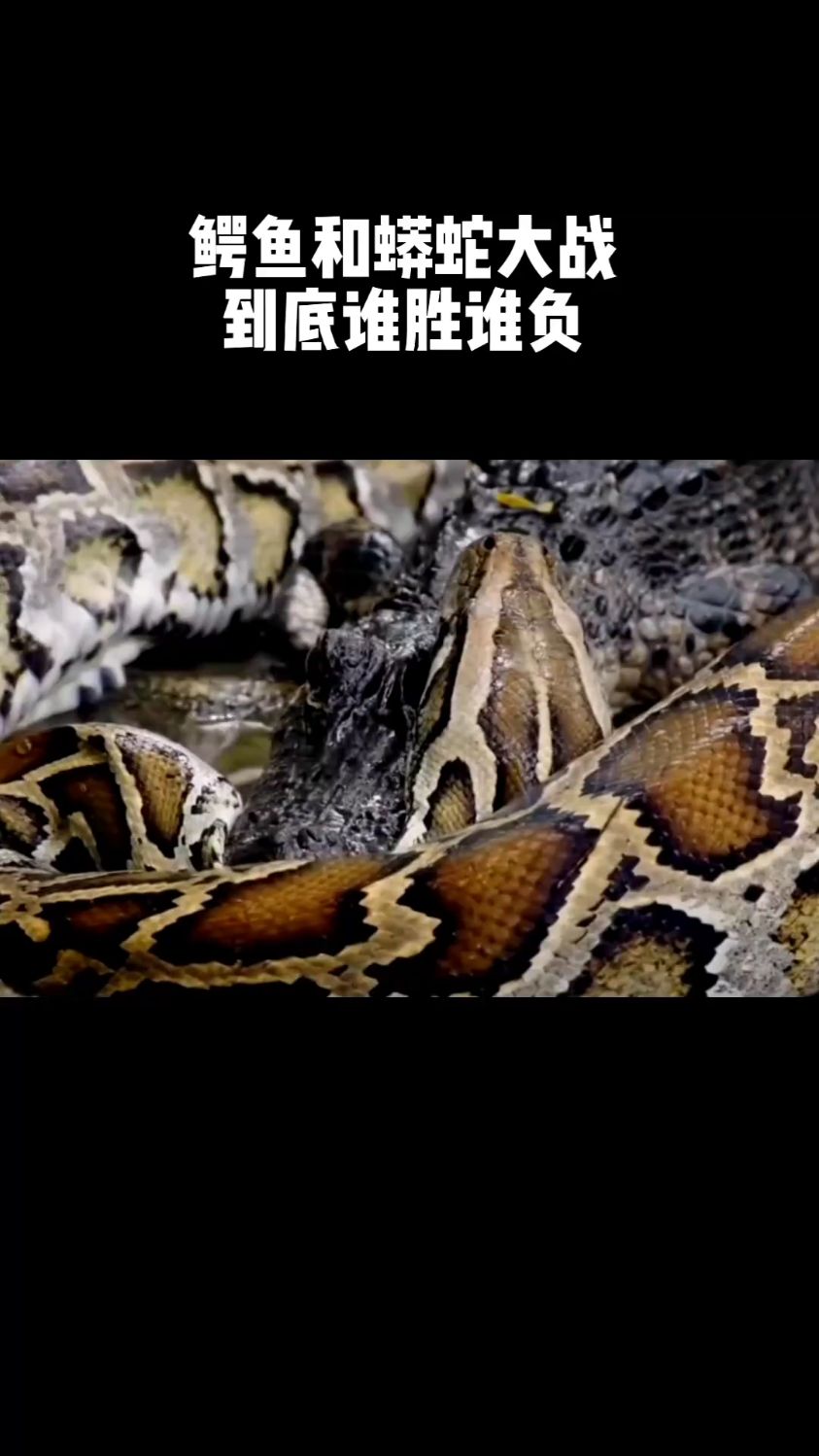 鳄鱼和蟒蛇大战!