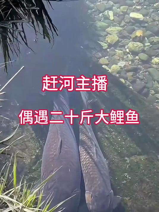 偶遇二十斤大鲤鱼
