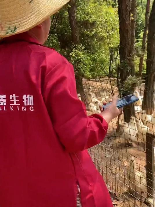 土养乌鸡蛋蛋黄饱满，家常营养好食材