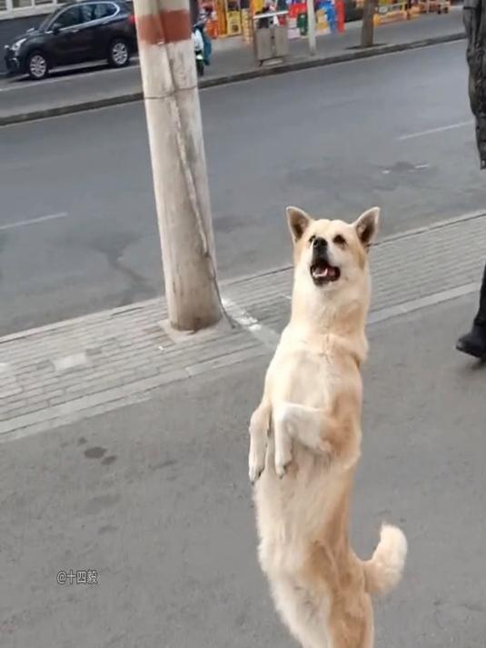 怎么会有小狗这样走路的呀!