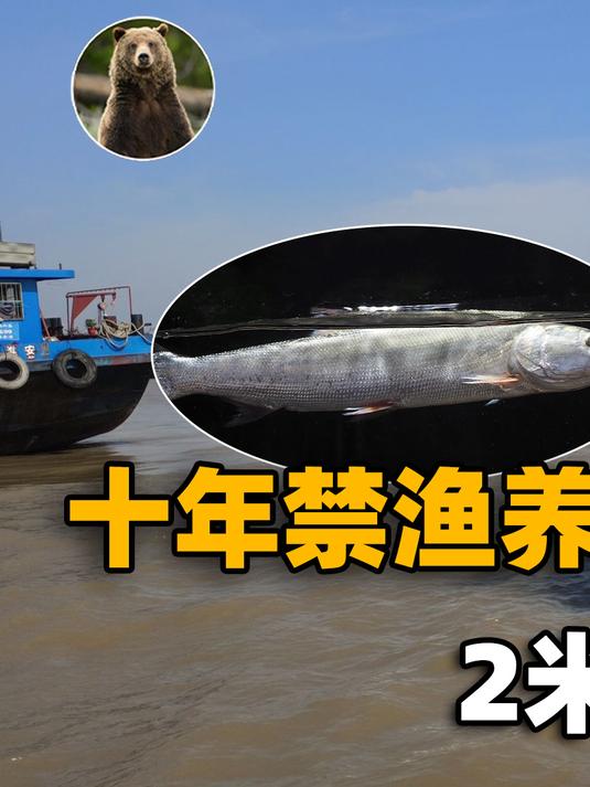 惊现2米巨型鳡鱼,成群捕食其他鱼类,长江禁渔会不会功亏一篑