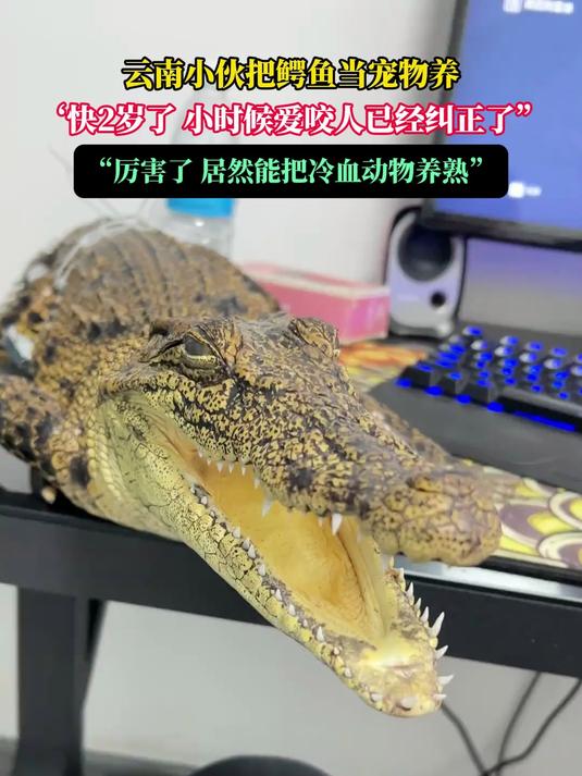 云南小伙把鳄鱼当宠物养,快2岁了,小时候爱咬人已经纠正了“,“厉害了居然能把冷血动物养熟“