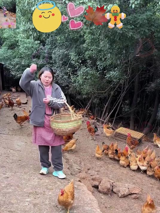 吃鸡蛋就要吃正宗散养的土鸡蛋