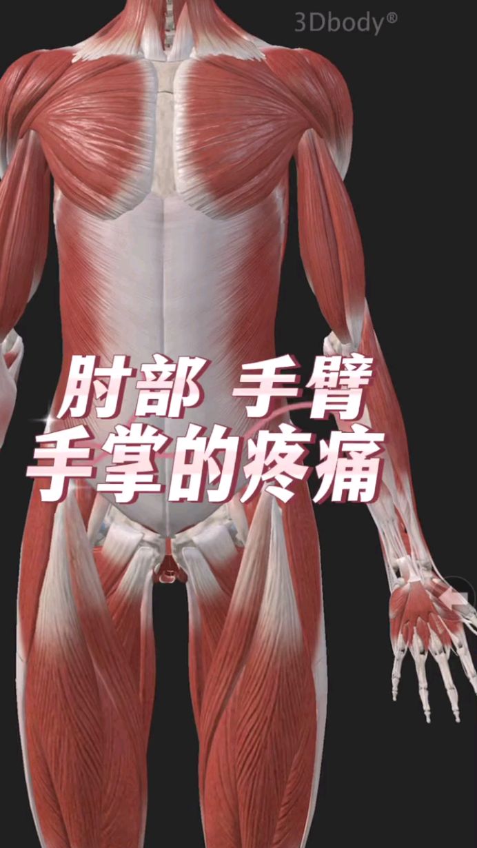 手部手臂手掌疼痛常见的相关肌肉