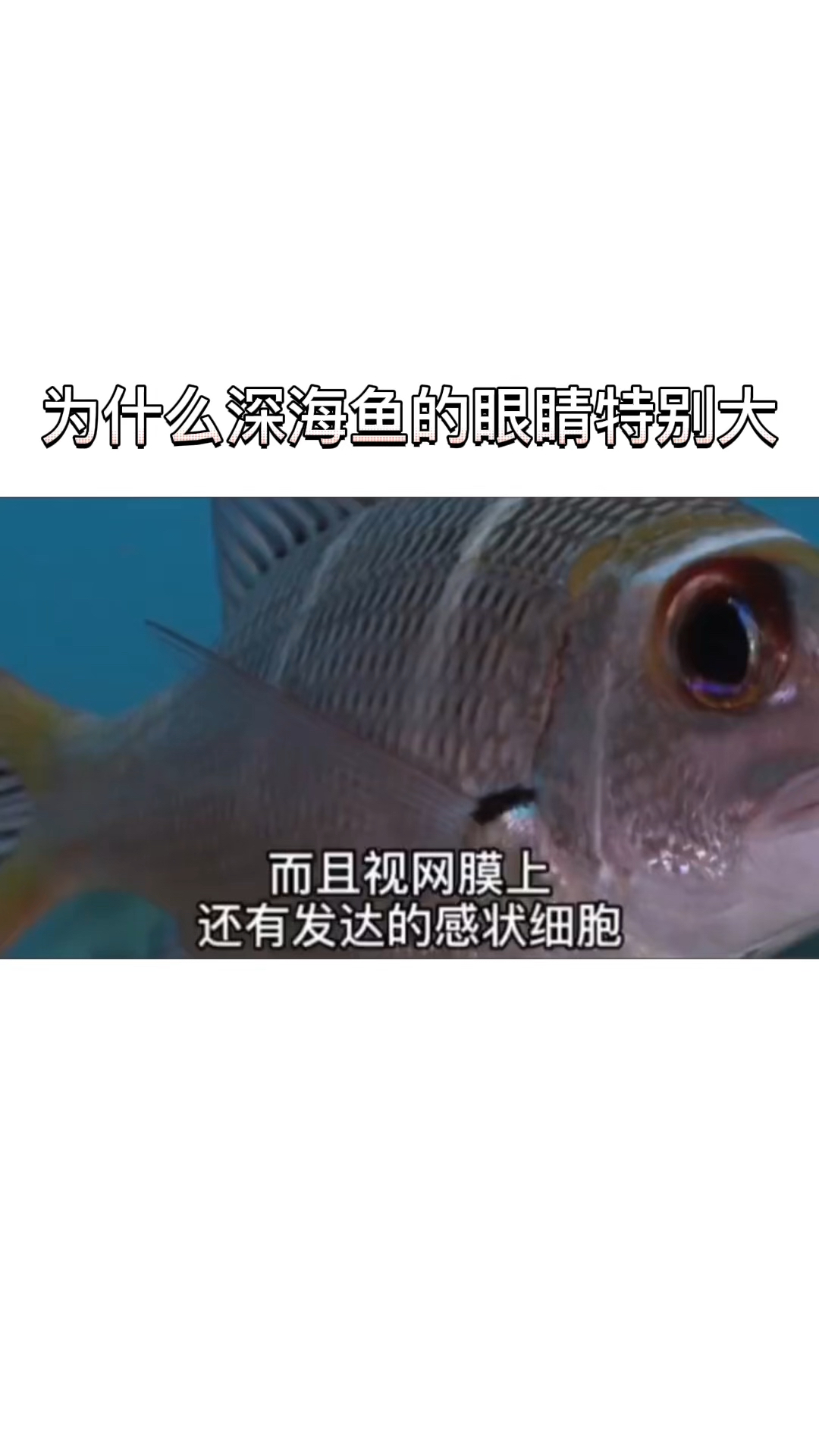 你见过这么大眼睛大鱼吗?