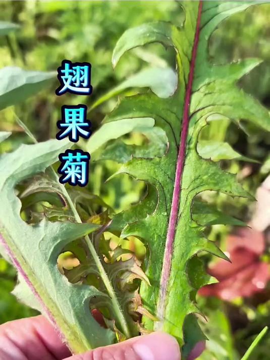 翅果菊，初春野菜！