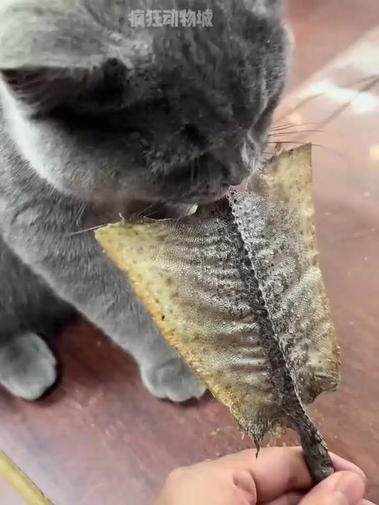 一只生吃中药上瘾的小猫,果然古有神农尝百草,现有猫咪食百虫