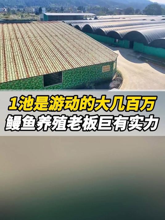 1池就是游动的大几百万块,鳗鱼养殖老板巨有实力