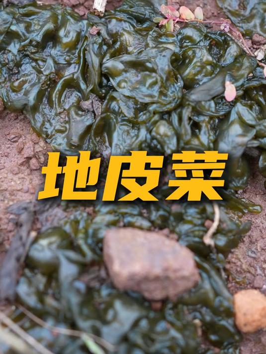 雨后的乡野地头藏着人间美味。地皮菜