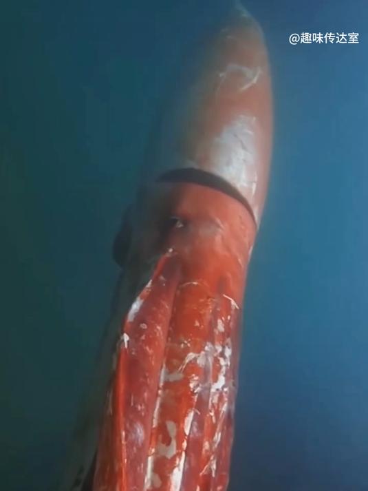 世界上最大的鱿鱼！？