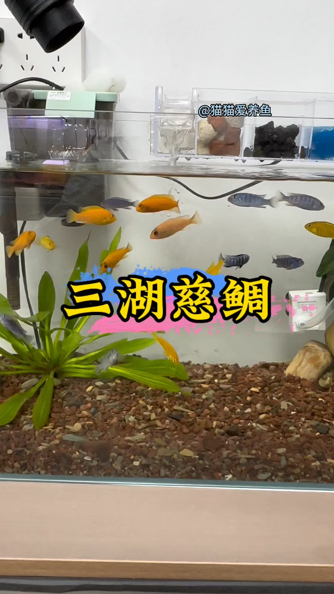 水中仙子,三湖慈鲷,您的鱼缸里有它吗?