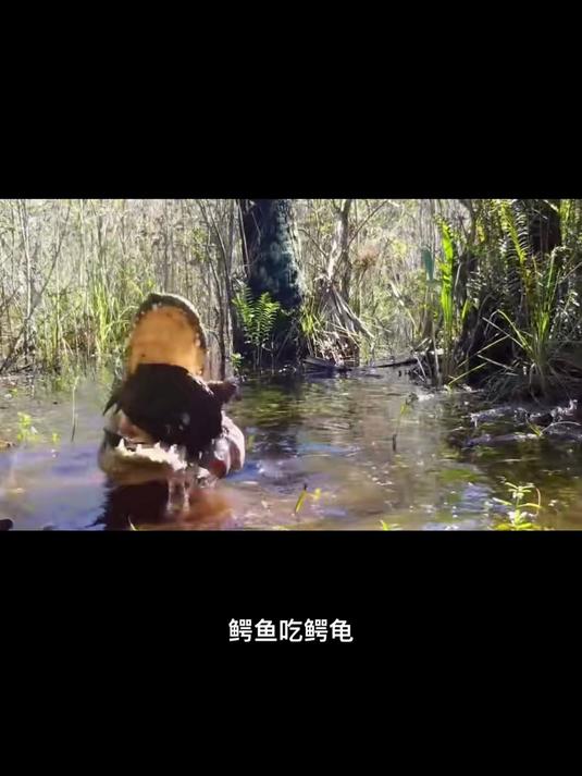 鳄鱼 鳄龟