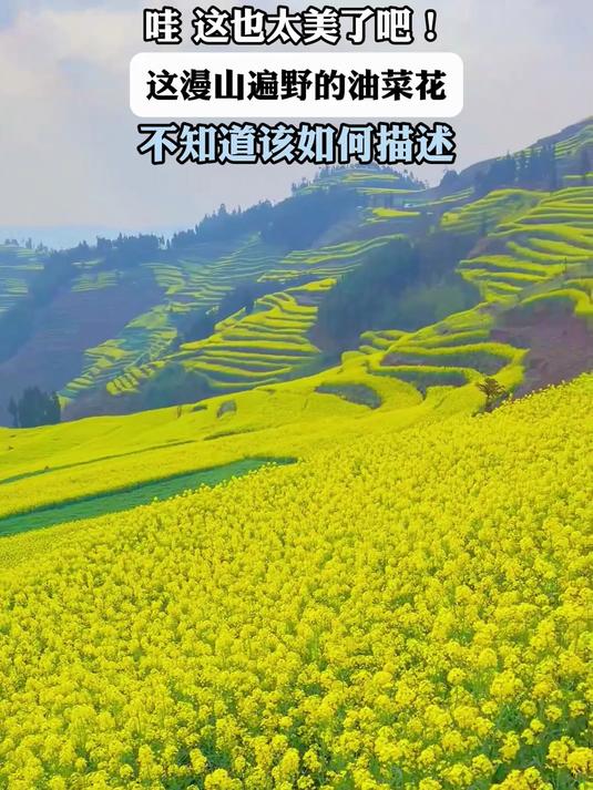 哇 这也太美了吧!这漫山遍野的油菜花,不知道该如何描述